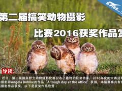 第二届搞笑动物摄影比赛2016获奖作品赏