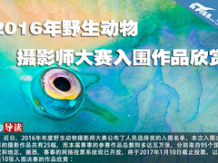 2016年野生动物摄影师大赛入围作品欣赏