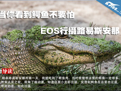 当你看到鳄鱼不要怕 EOS行摄路易斯安那