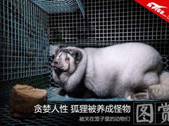 贪婪人性的皮草生意 狐狸被养成怪物