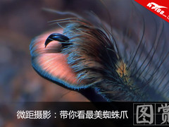 微距摄影：蜘蛛触角居然可以这么美+萌