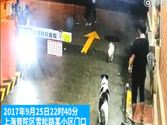 暴雨夜白狐误入小区引发居民骚动