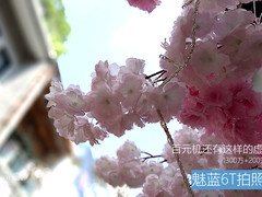 魅蓝6T样张：百元机还有这样的虚化效果