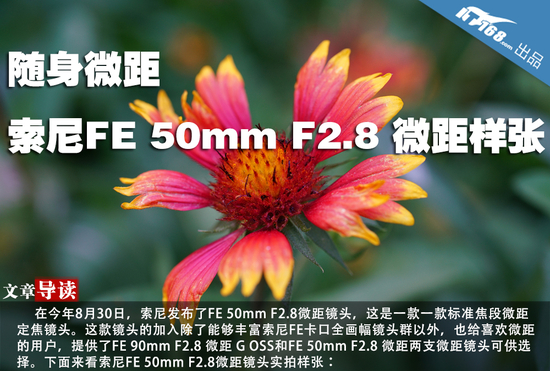 随身微距 索尼FE 50mm F2.8 微距样张