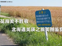 花海美不胜收 北海道美瑛之旅美图鉴赏