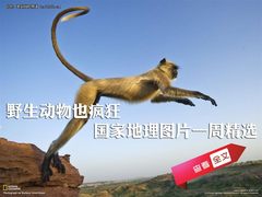 野生动物也疯狂 国家地理图片一周精选