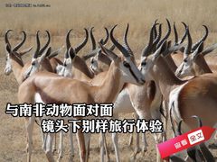 与南非动物面对面 镜头下别样旅行体验