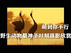 萌到你不行 野生动物神圣时刻摄影欣赏