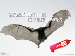 难以捕捉的精彩一瞬 国家地理一周精选