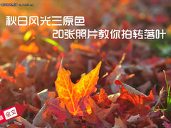 秋日风光三原色 20张照片教你拍转落叶