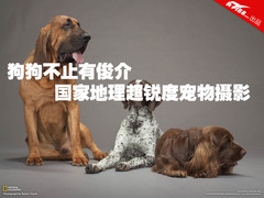 狗狗不止有俊介 国家地理超锐宠物摄影