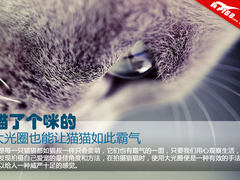 喵了个咪的 大光圈也能让猫猫如此霸气