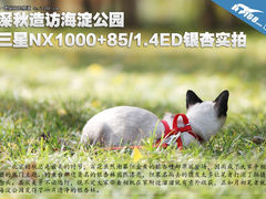 造访深秋银杏 三星NX1000+85/1.4ED实拍