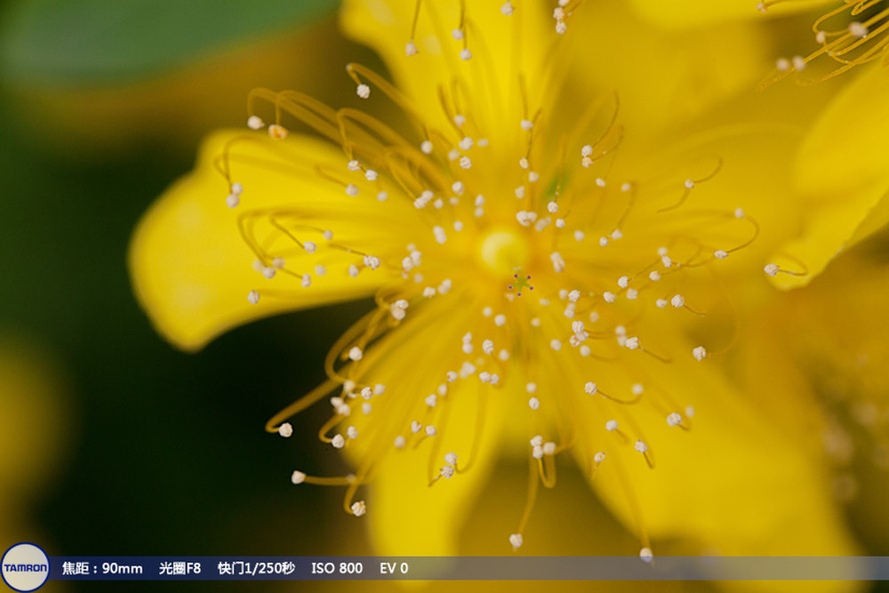 腾龙90mm微距镜头作品_腾龙防抖90微距评测_腾龙90微距