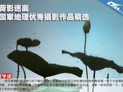 荷影迷离 国家地理优秀摄影作品精选