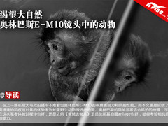 渴望大自然 奥林巴斯E-M10镜头中的动物