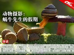 动物摄影：蜗牛先生的假期