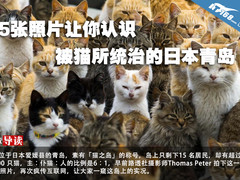 15张照片让你认识被猫所统治的日本青岛