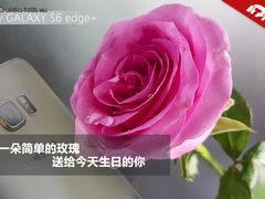 拍摄一朵简单的玫瑰 送给今天生日的你