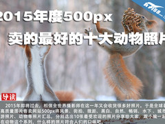 2015年度500px卖的最好的十大动物照片