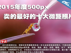2015年度500px卖的最好的十大微距照片