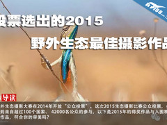 投票选出的2015野外生态最佳摄影作品