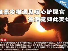 高冷喵遇见暖心铲屎官，生活竟如此美妙