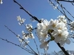 Win7小白训练营：萌萌的微博生活