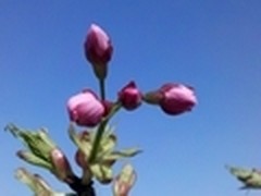 Win7小白训练营：自定义樱花节壁纸主题