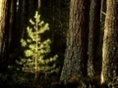 微软发布Win7新主题《森林》和《树苗》