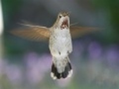 精美可爱 微软推出Win7新主题《蜂鸟》