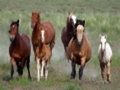 微软新推Windows7精美主题《野马生活》