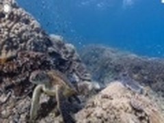 谷歌推出水下街景 用户可畅游海底世界