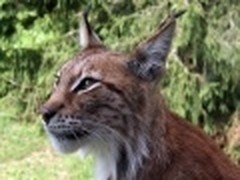 苹果或才思枯竭 传OS X 10.9命名为猞猁