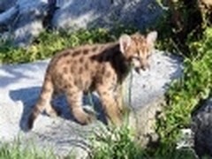 微软新推Win8和Win7通用主题《动物园》