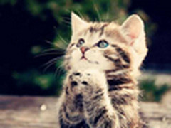 安卓手机个性化 点心桌面新版新体验