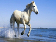 骏马奔腾 Windows 7最新主题骏马赏析