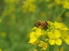 春游最佳伴侣 拍照效果最好的平板推荐