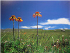 偏远地区如何做好医疗卫生信息化建设