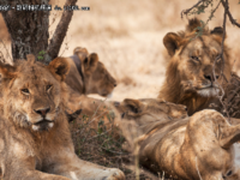 带着神器闯非洲 狂野非洲的“猎”兽记