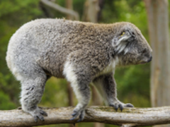 我与索尼同行维州 感受人与自然的和谐