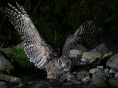 快乐更随意 索尼全画幅微单A7SII