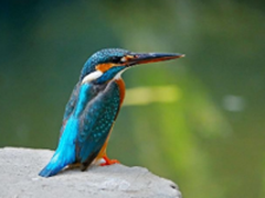     索尼黑卡RX10III体验轻松打鸟