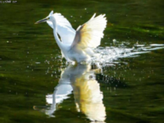 遥亦可及 索尼黑卡RX10III的威力