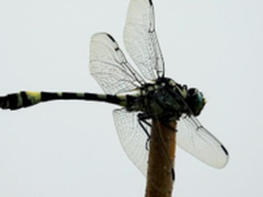   打鸟大炮太沉 试试索尼黑卡RX10III