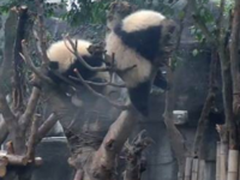 搜狗浏览器直播：熊猫打架、猫咪分娩
