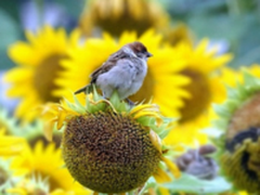 索尼黑卡RX10 III  让你如释重负去拍鸟