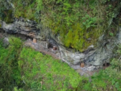 直播探秘养蜂人的守望“古丈悬崖蜂蜜”