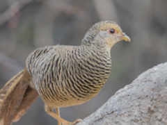 小身材，大能量，索尼微单A6500拍鸟记