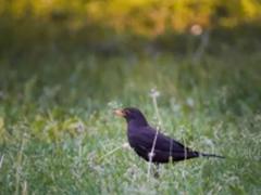 索尼a9配100-400加2倍增距镜试拍感想